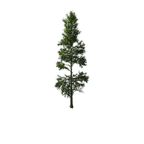 TreeGen04-PineTree01-388-TP