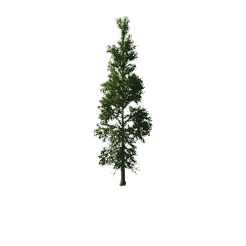 TreeGen04-PineTree01-389-TP