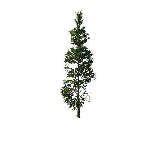 TreeGen04-PineTree01-390