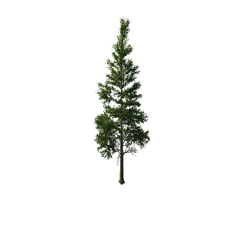 TreeGen04-PineTree01-391-TP