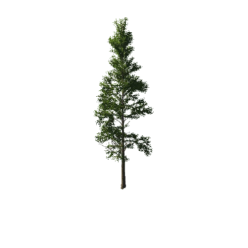 TreeGen04-PineTree01-392-TP