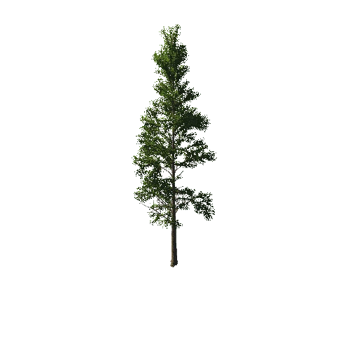TreeGen04-PineTree01-392
