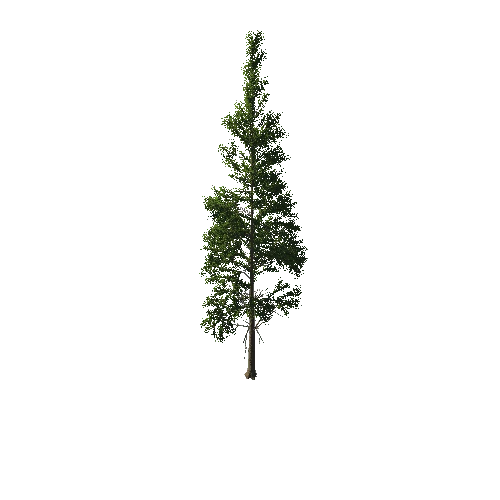 TreeGen04-PineTree01-393
