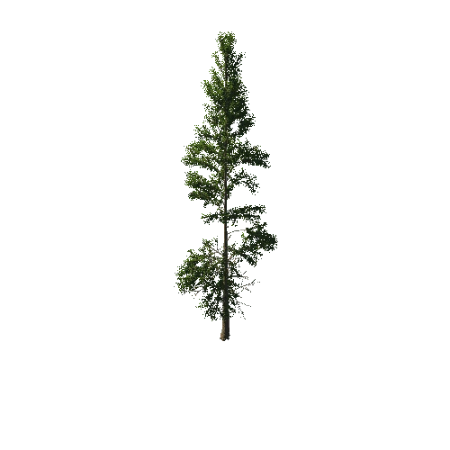 TreeGen04-PineTree01-394-TP