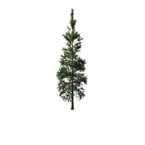 TreeGen04-PineTree01-395-TP