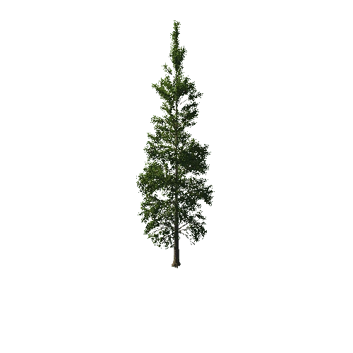 TreeGen04-PineTree01-395