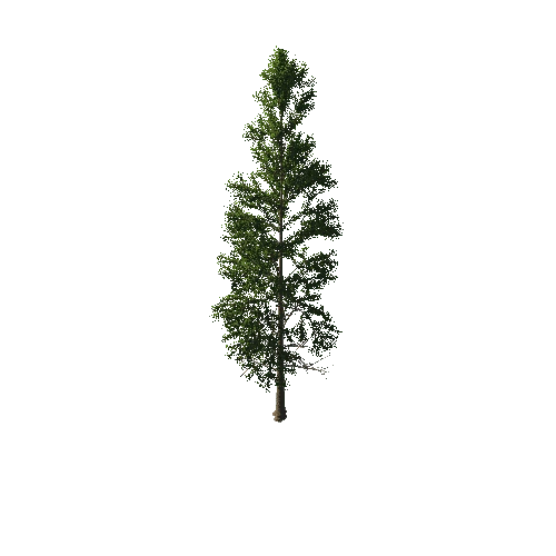 TreeGen04-PineTree01-396-TP
