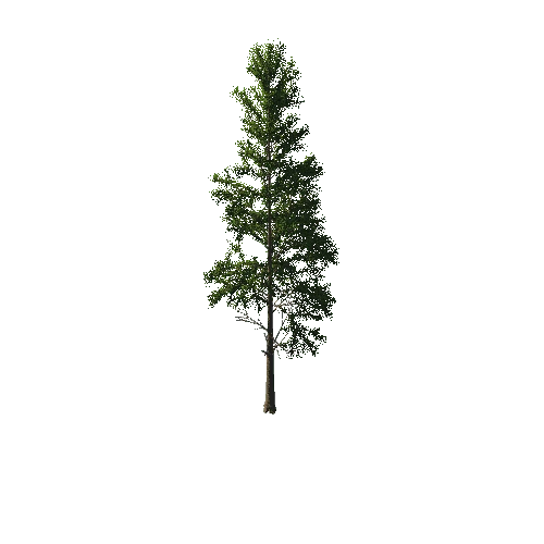 TreeGen04-PineTree01-397-TP