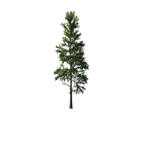 TreeGen04-PineTree01-397