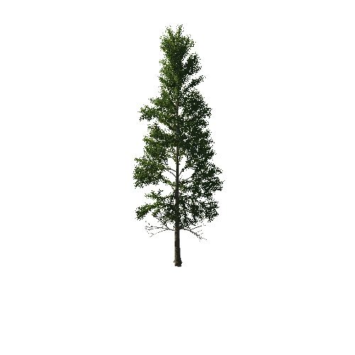 TreeGen04-PineTree01-398-TP
