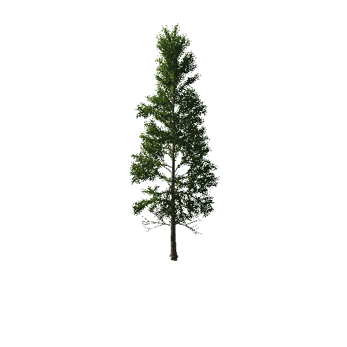 TreeGen04-PineTree01-398