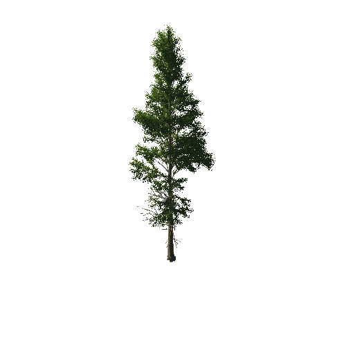 TreeGen04-PineTree01-399-TP