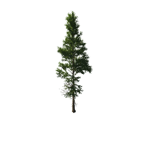 TreeGen04-PineTree01-399