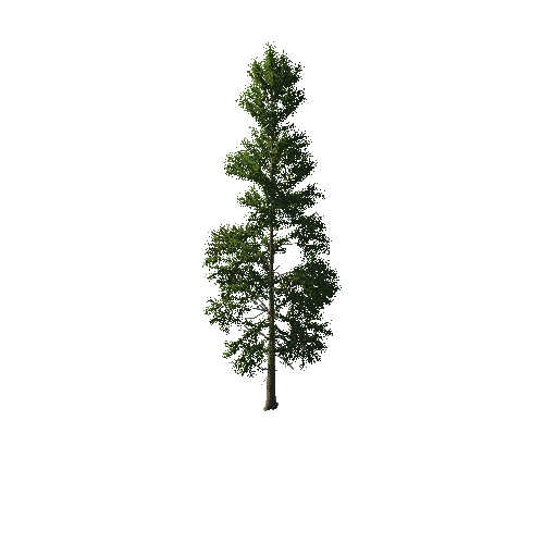 TreeGen04-PineTree01-400