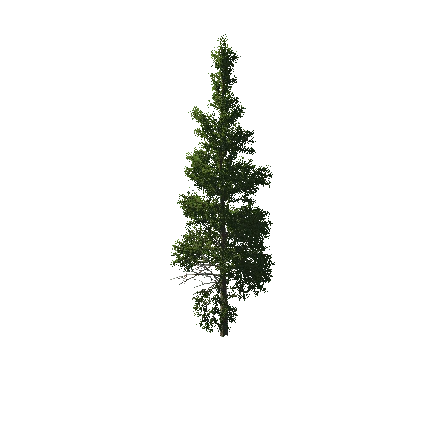 TreeGen04-PineTree01-421-TP