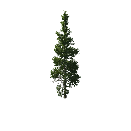 TreeGen04-PineTree01-421
