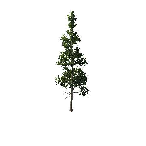TreeGen04-PineTree01-422