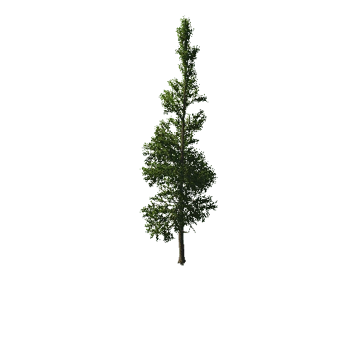 TreeGen04-PineTree01-423-TP