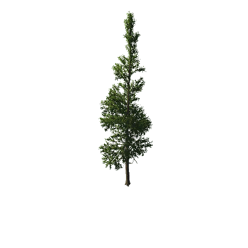 TreeGen04-PineTree01-423