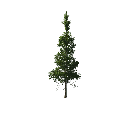 TreeGen04-PineTree01-424