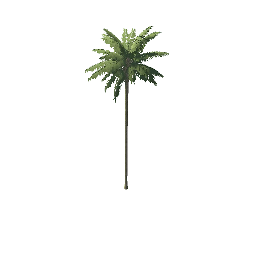 Palm_1_11