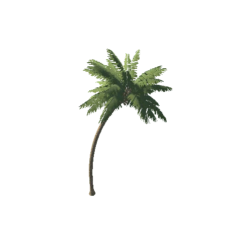 Palm_1_12