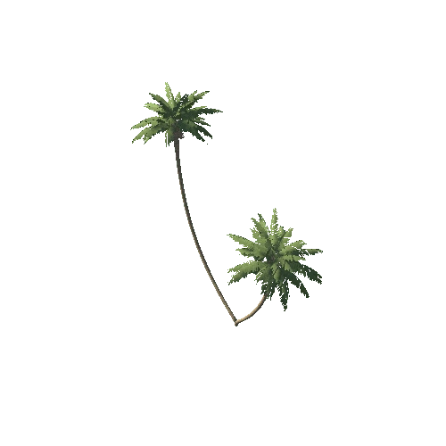 Palm_1_14