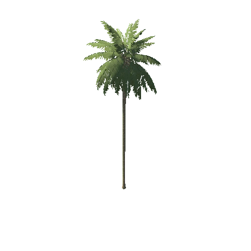 Palm_1_2