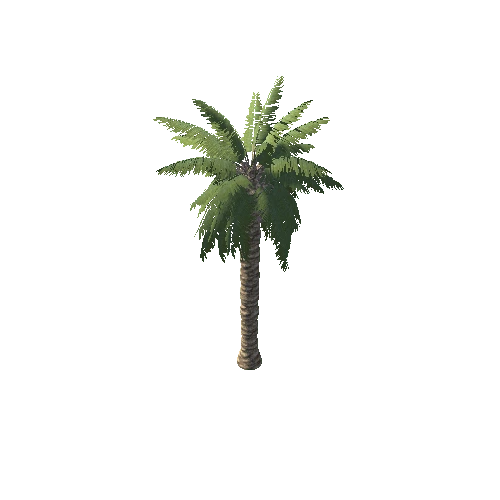 Palm_2_1