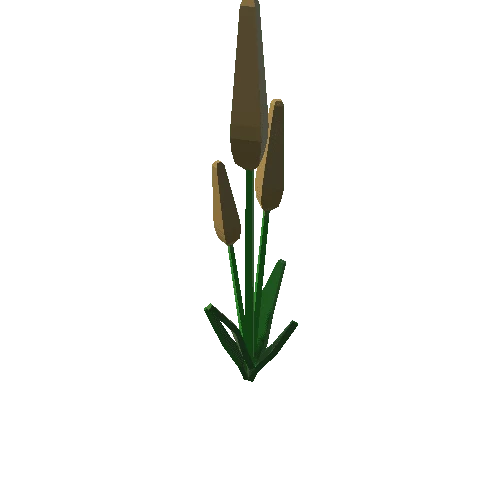 Cattail