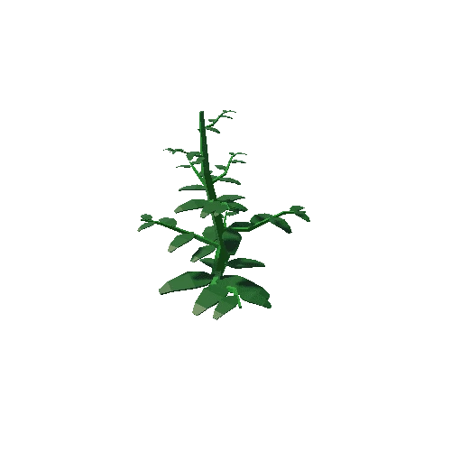 Tomato_Stalk