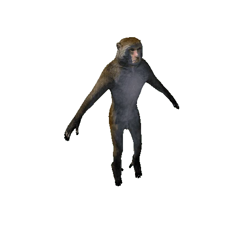 monkey