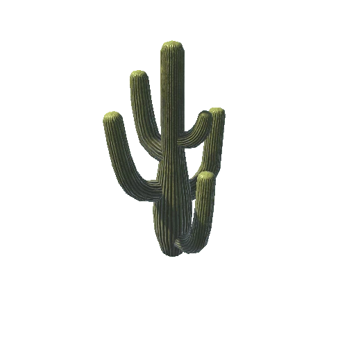 BigCactus01