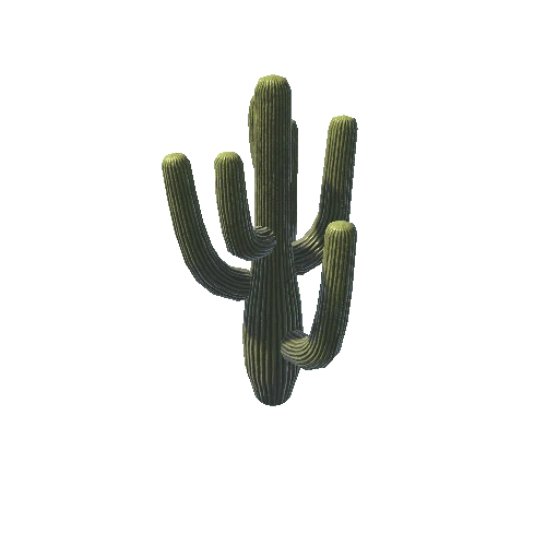 BigCactus02