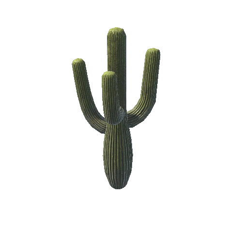 BigCactus03