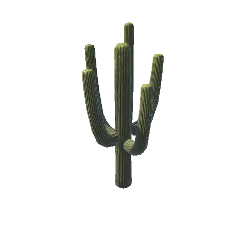 BigCactus04