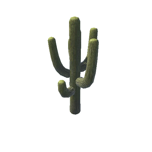 BigCactus05