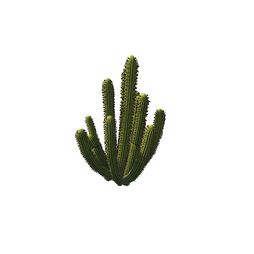 Cactus01a