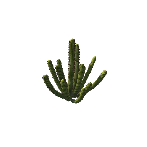 Cactus01b