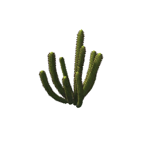 Cactus01c