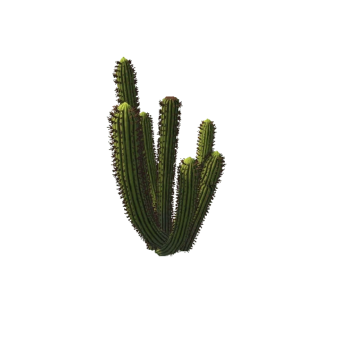 Cactus01d