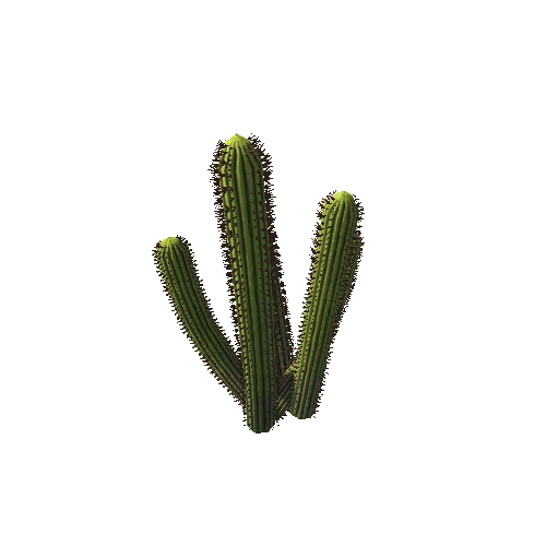 Cactus01e