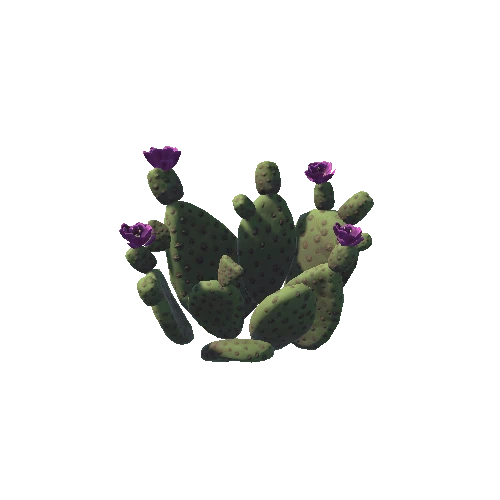 Cactus03a