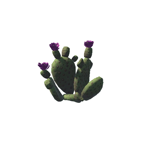Cactus03b