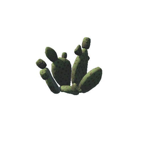 Cactus03f