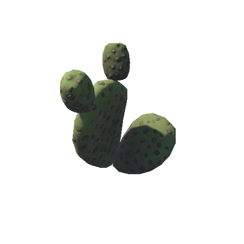 Cactus03h