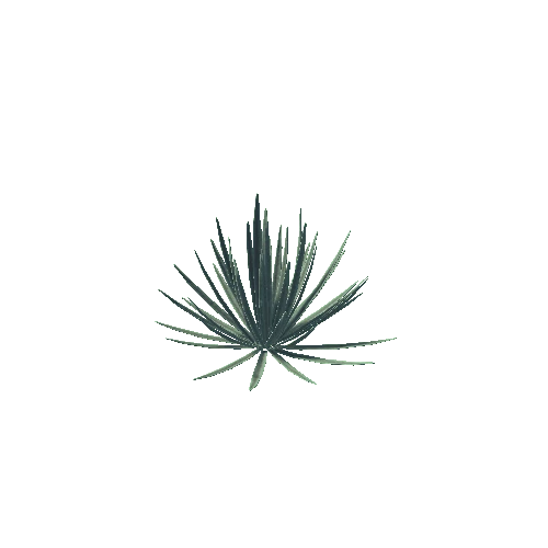 Cactus04a