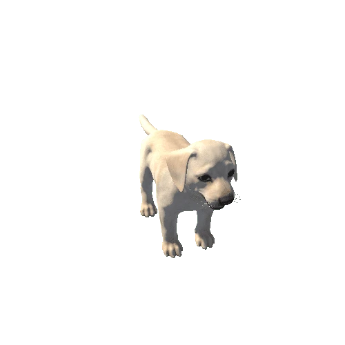 Puppy_Labrador_HIghPoly_c1