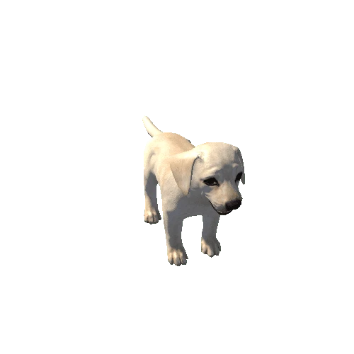 Puppy_Labrador_LowPoly_c1