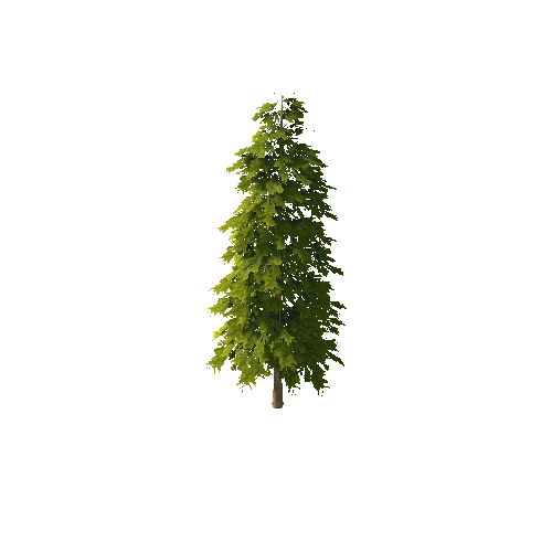 Pine_1_1